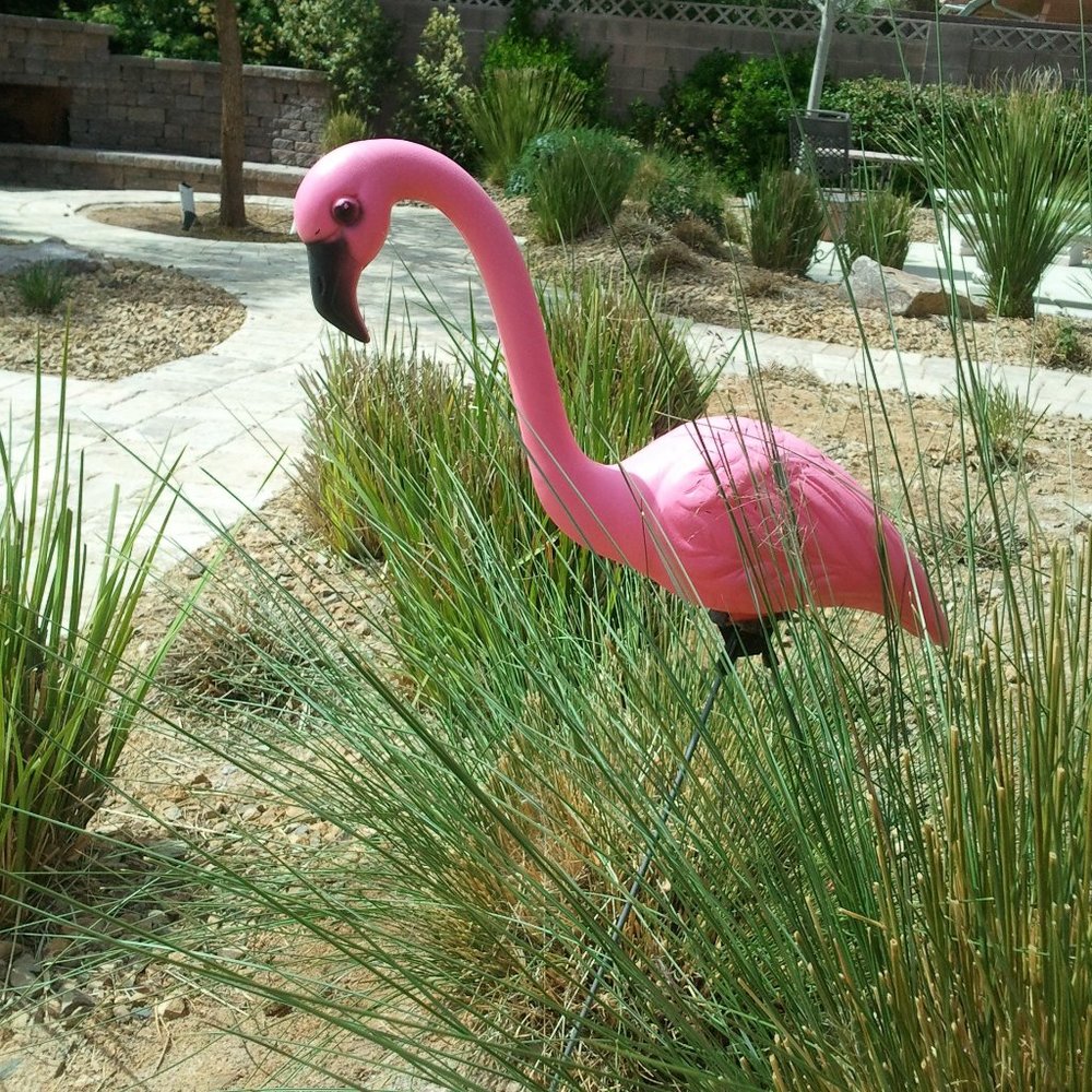 Meet your Posher, Molly!